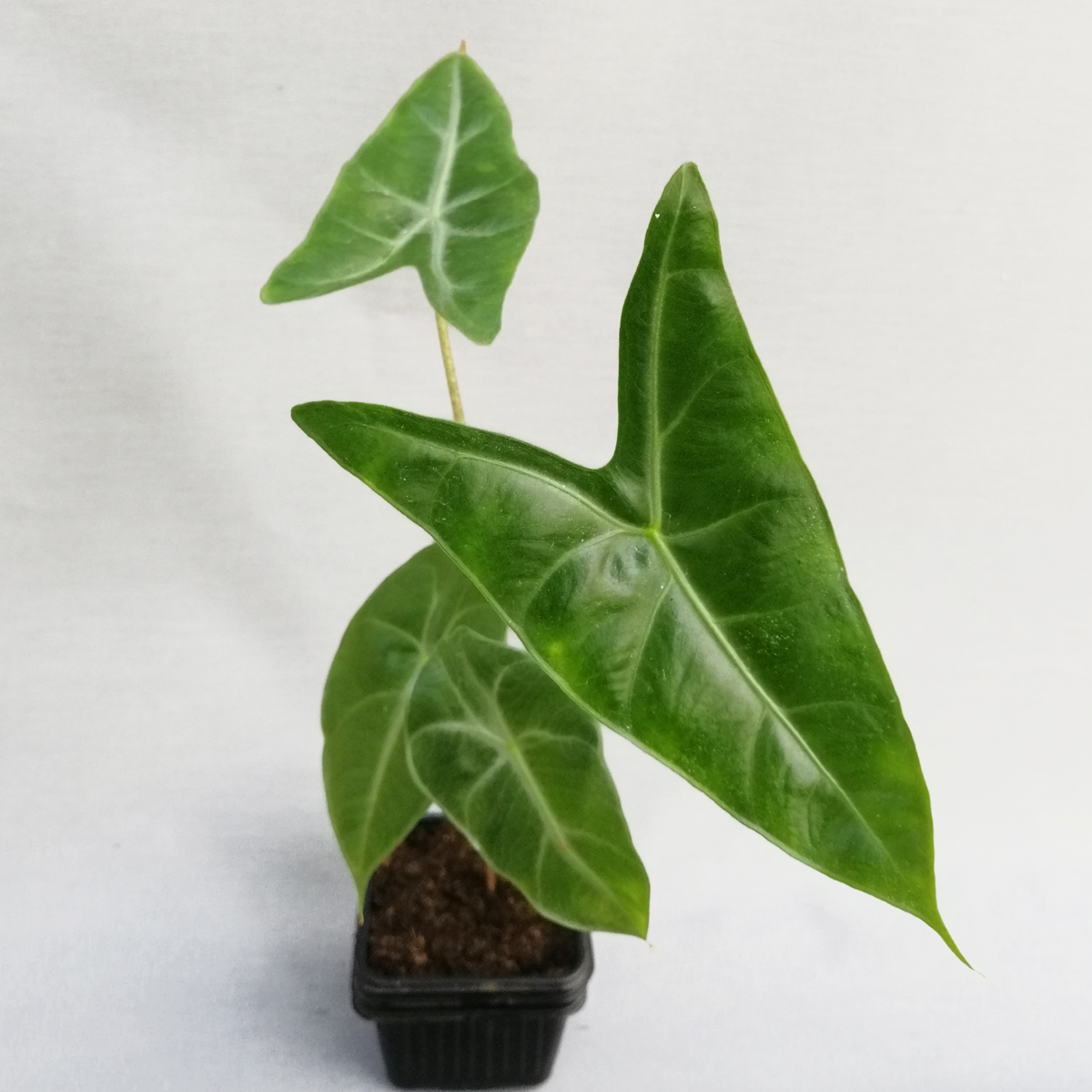 Alocasia-longiloba