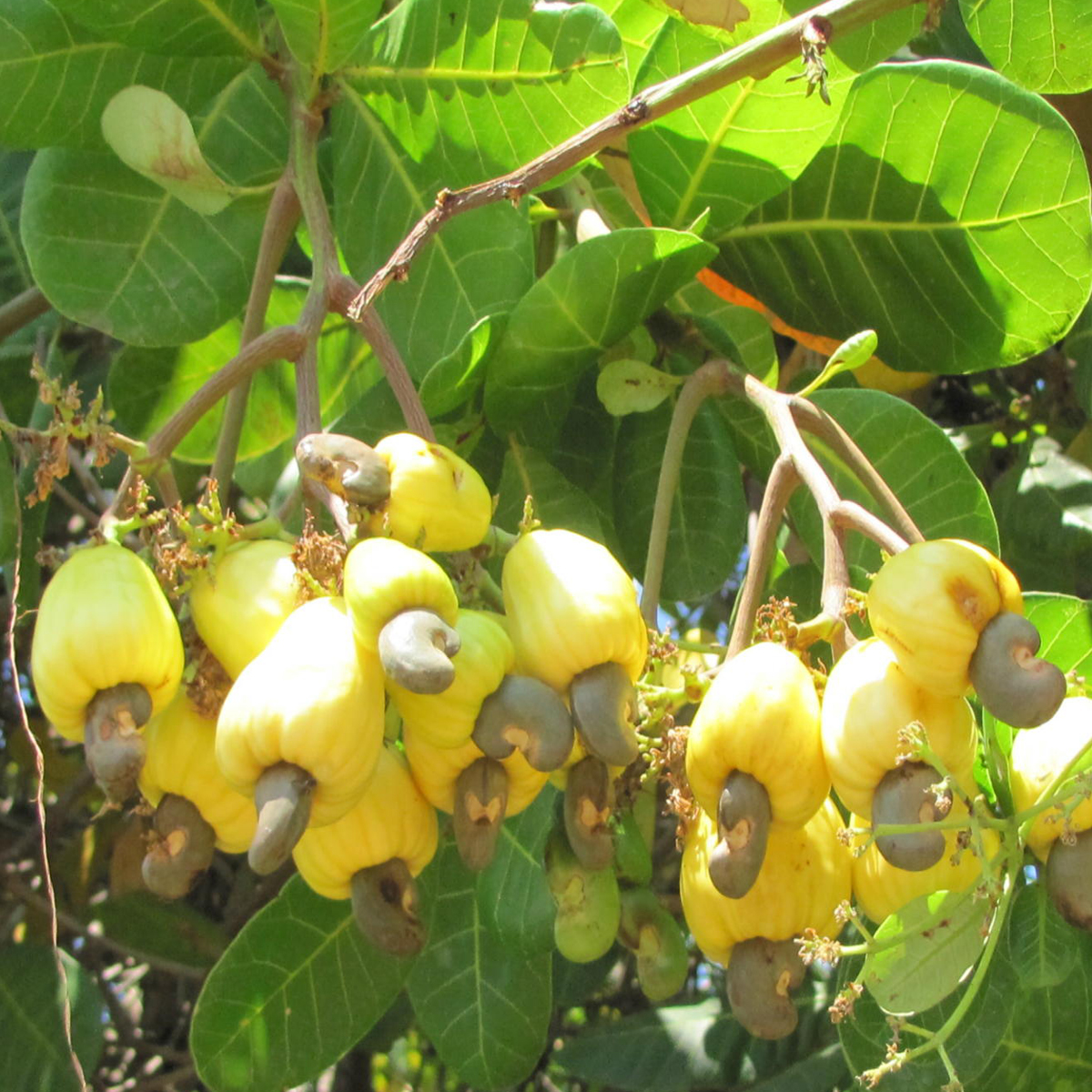 Cashew-Anacardium-occidentale