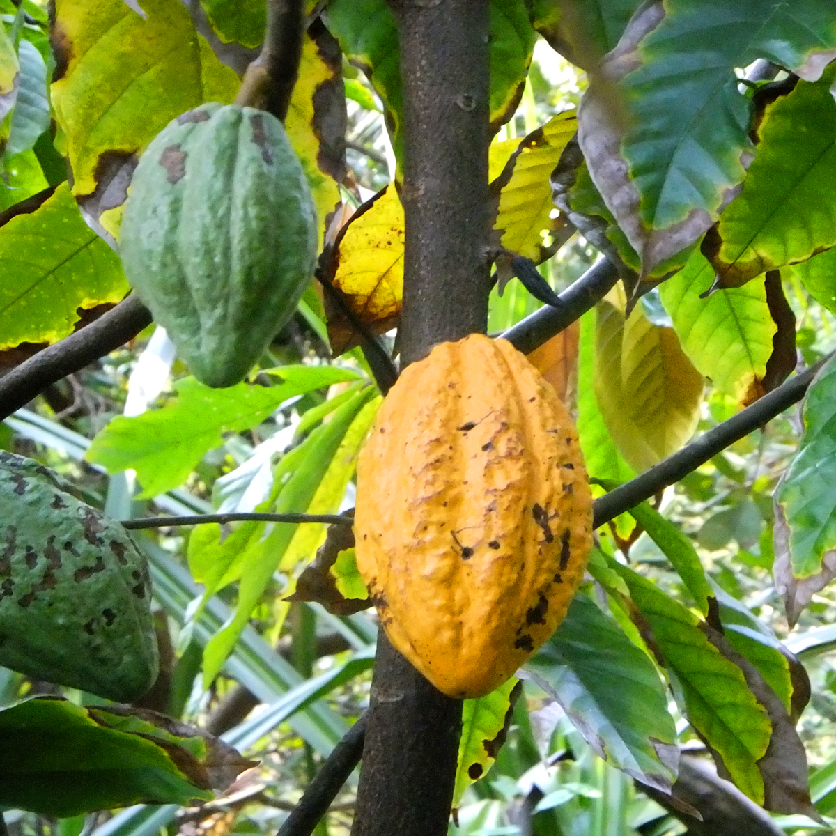 Echter-Kakao-Theobroma-Cacao-1