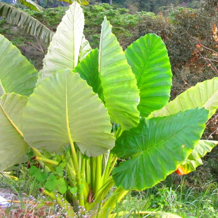 Elefantenohr-Alocasia-Thai-Giant