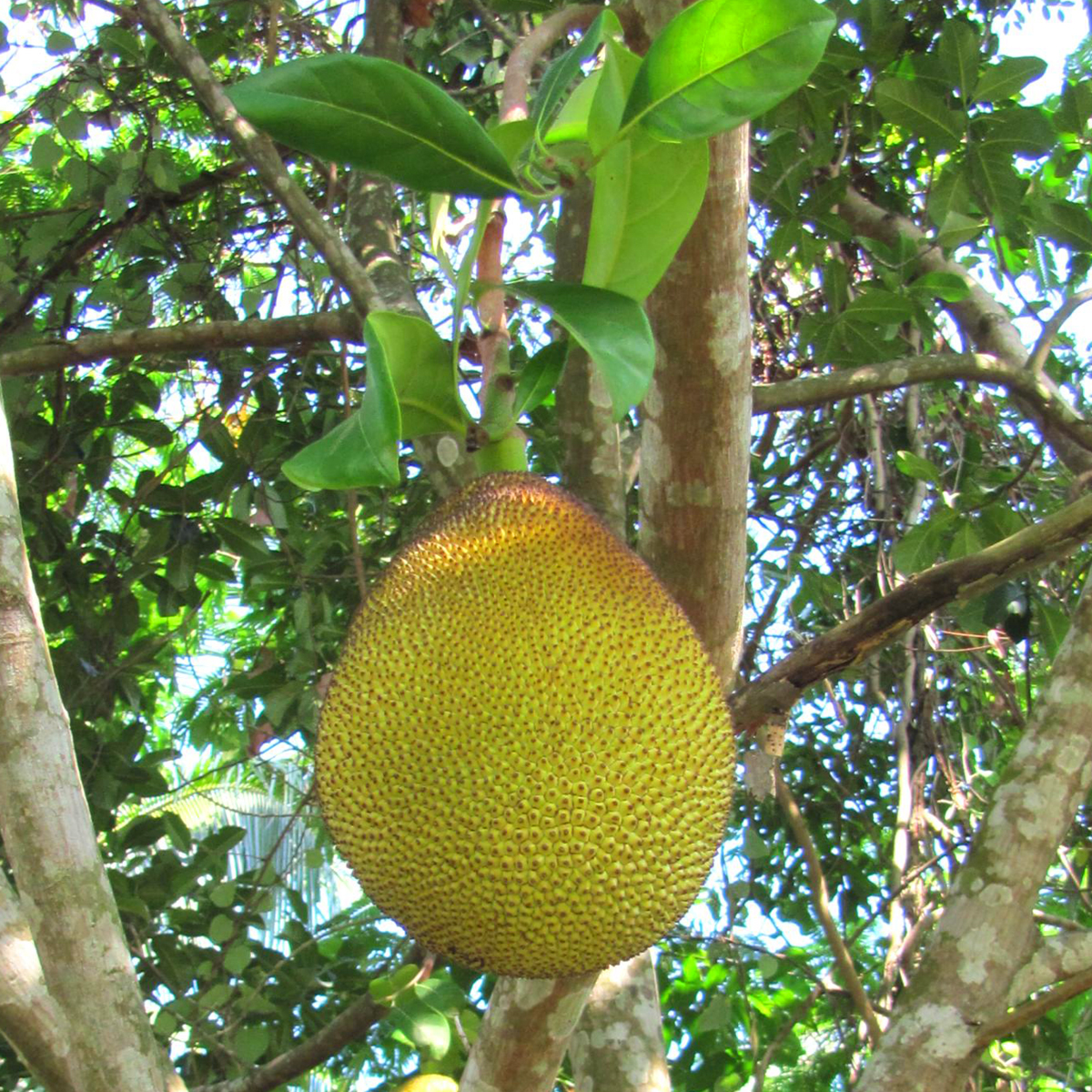 Jackfrucht-Artocarpus-heterophyllus3