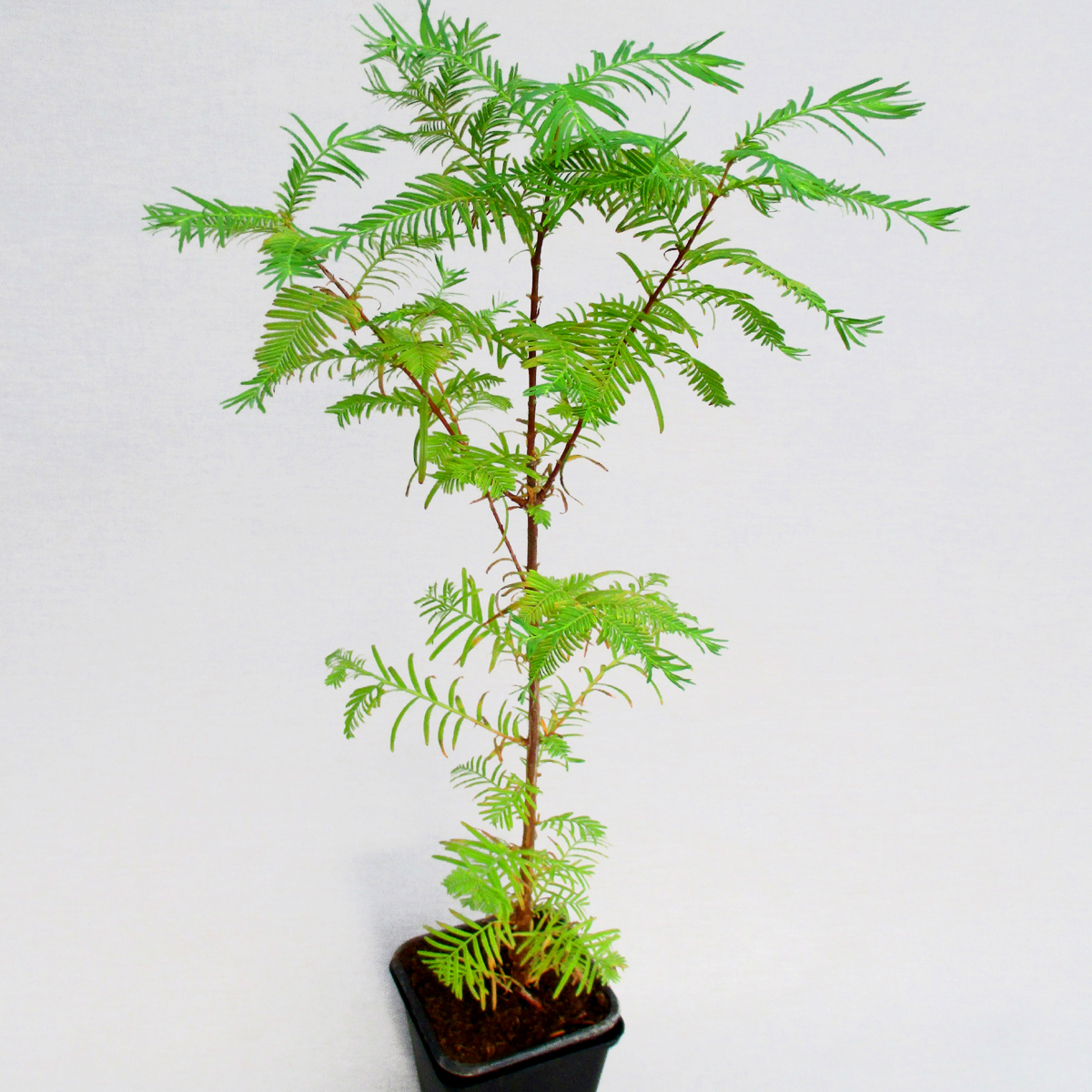 Urweltmammutbaum-Metasequoia-sempervirens