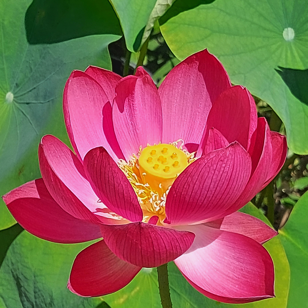 rote-Lotosblume-Nelumbo-nucifera-red-1